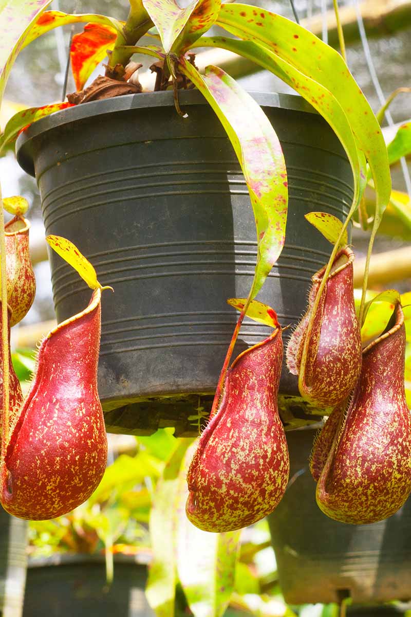 A close up vertical image of a potted Nepenthes tropical pitcher plant with bright red traps pictured in light sunshine.