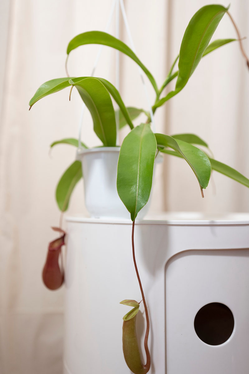 A close up vertical image of a Nepenthes growing in a hanging basket in a bathroom.