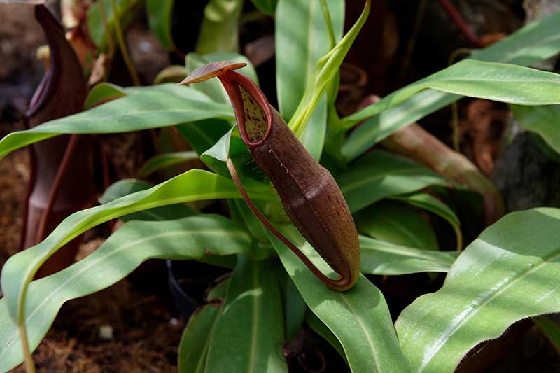 A close up horizontal image of a Nepenthes sanuinea plant growing in a tropical greenhouse.