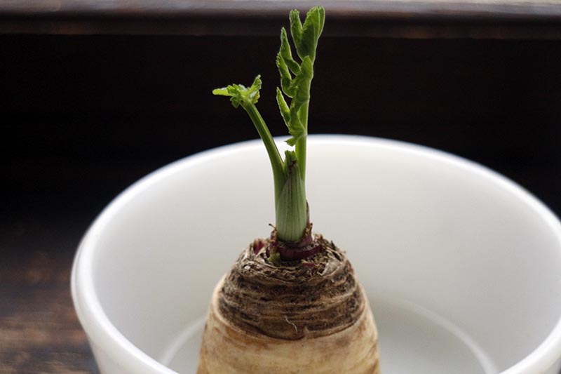 A close up horizontal image of a parsnip top in a bowl of water sprouting new foliage.