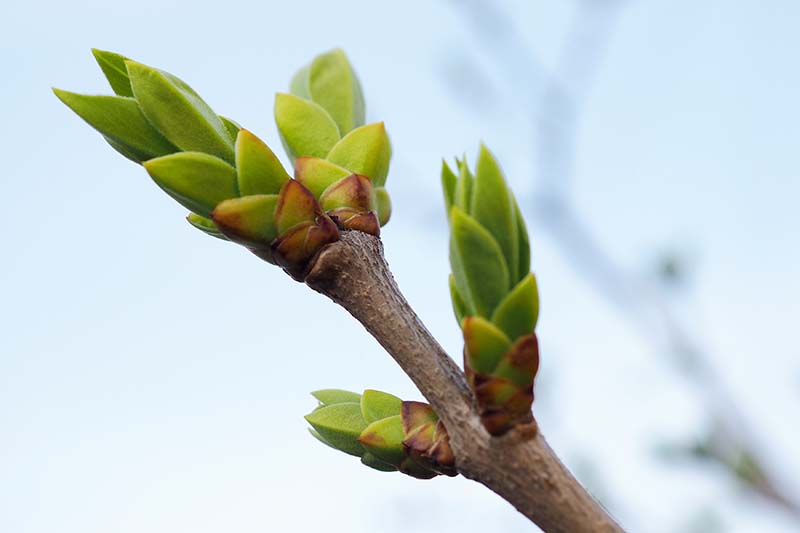 A close up horizontal image of new growth and buds on a Japanese tree lilac (Syringa reticulata) pictured on a soft focus background.