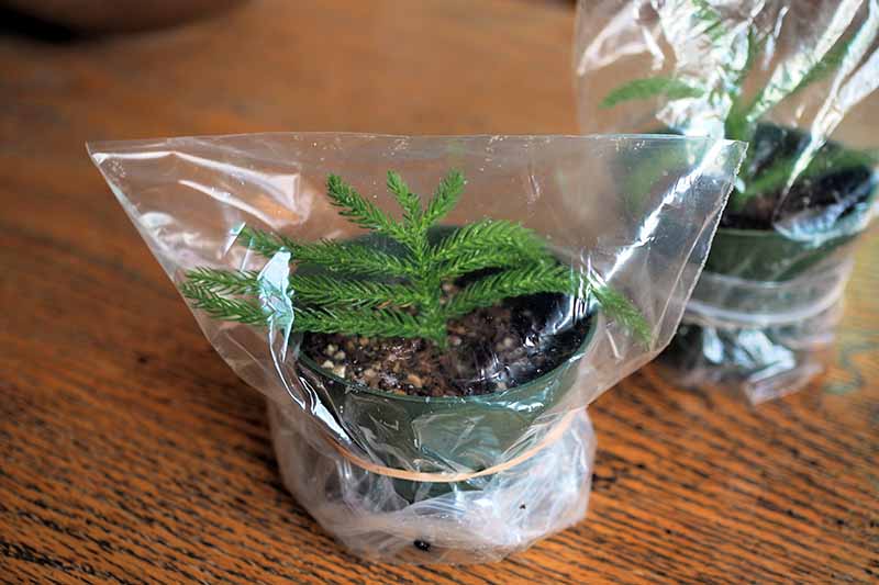 A close up horizontal image of potted cuttings covered in a plastic bags to retain humidity.