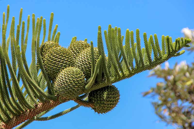 A close up horizontal image of the branch of a Norfolk Island pine tree showing the cones developing, pictured on a blue sky background.