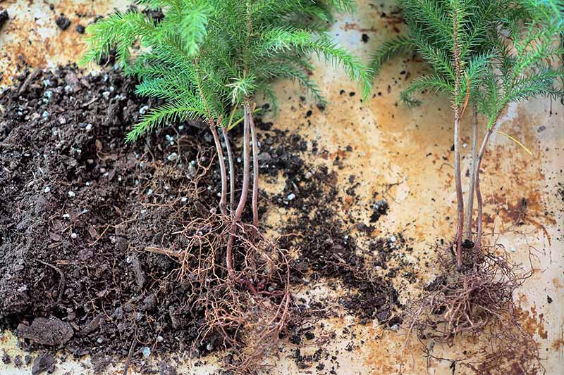 A close up horizontal image of a Norfolk Island pine that has been unpotted and separated into separate plants.