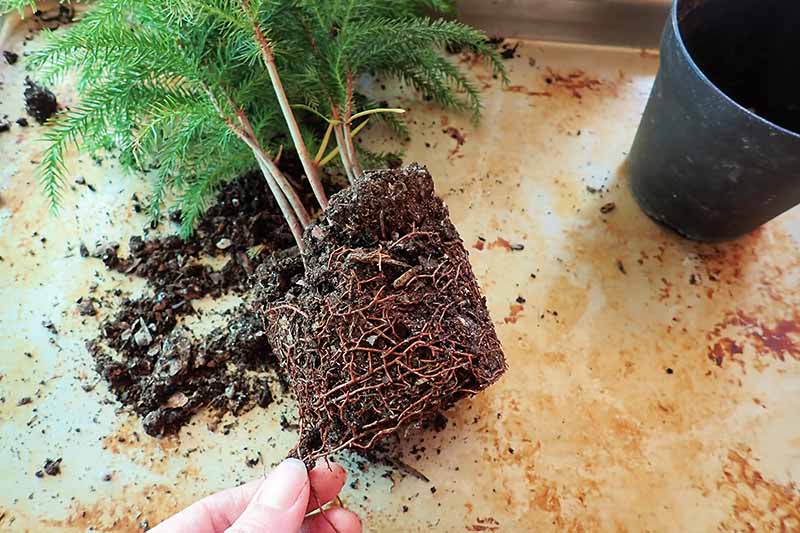 A close up horizontal image of a plant that has been removed from a pot and a hand at the bottom of the frame inspecting the roots.