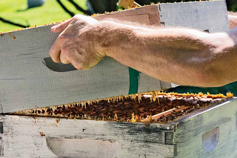 A close up horizontal image of two hands from the right of the frame lifting the top of a hive.