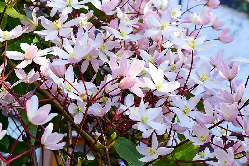 A close up horizontal image of pink Clematis armandii 'Apple Blossom' growing in the garden pictured in light sunshine.