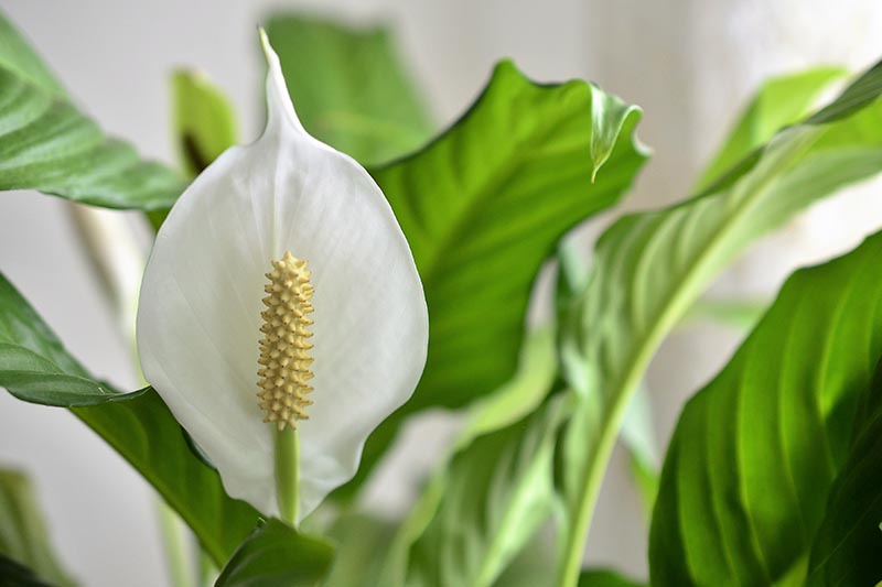 A close up horizontal image of a Spathiphyllum flower with foliage in soft focus in the background.