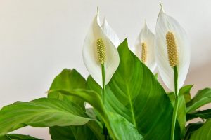 5 Reasons Why Peace Lilies May Not Bloom