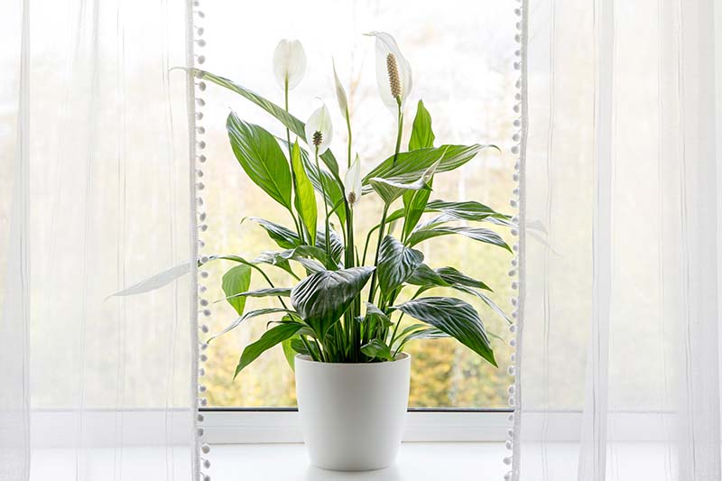 A close up horizontal image of a small Spathiphyllum growing in a pot on a windowsill flanked by light white curtains.