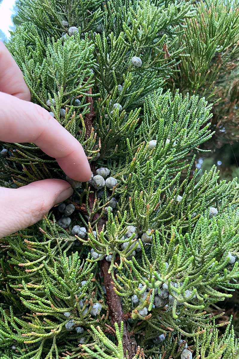 A close up vertical image of a hand from the left of the frame picking fresh juniper fruit from a shrub.