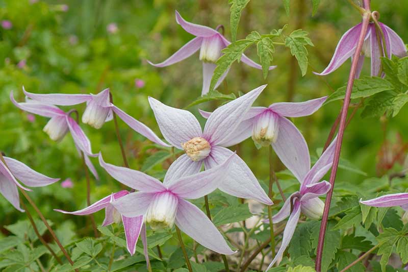 A close up horizontal image of the delicate pink blooms of 'Willy,' a spring flowering clematis variety pictured growing in the garden on a soft focus background.