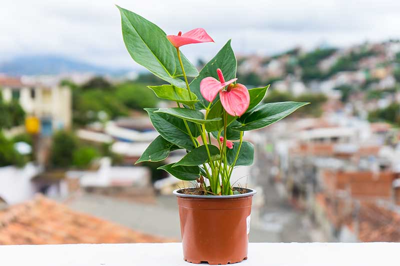 A close up horizontal image of a pink anthurium plant growing in a small pot set on a balcony with a town in soft focus in the background.