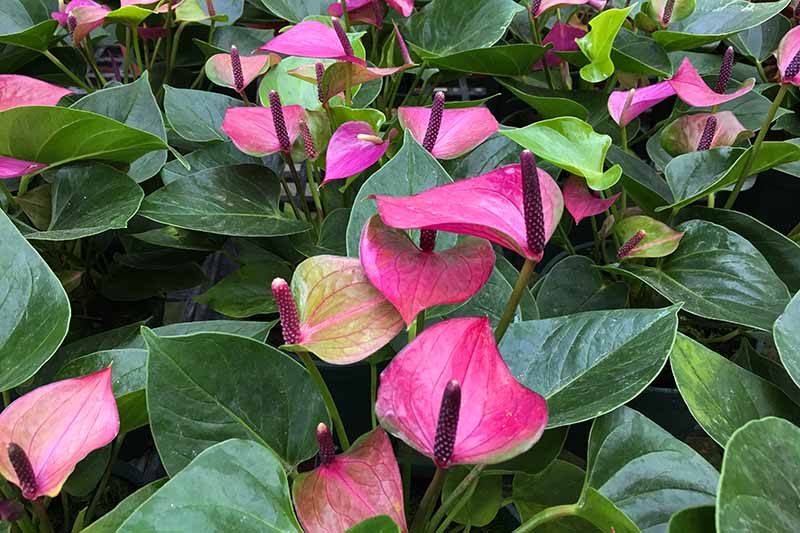 A close up horizontal image of pink anthuriums growing in pots in a plant nursery.