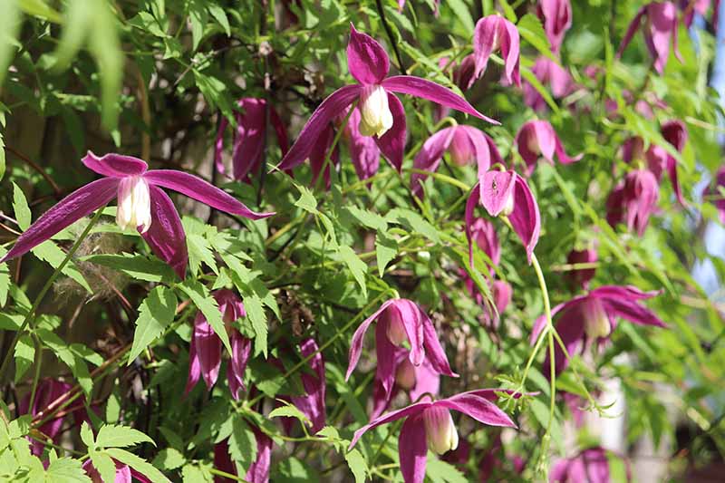 A close up horizontal image of deep pink 'Ruby' clematis flowers growing in the garden pictured in bright sunshine.