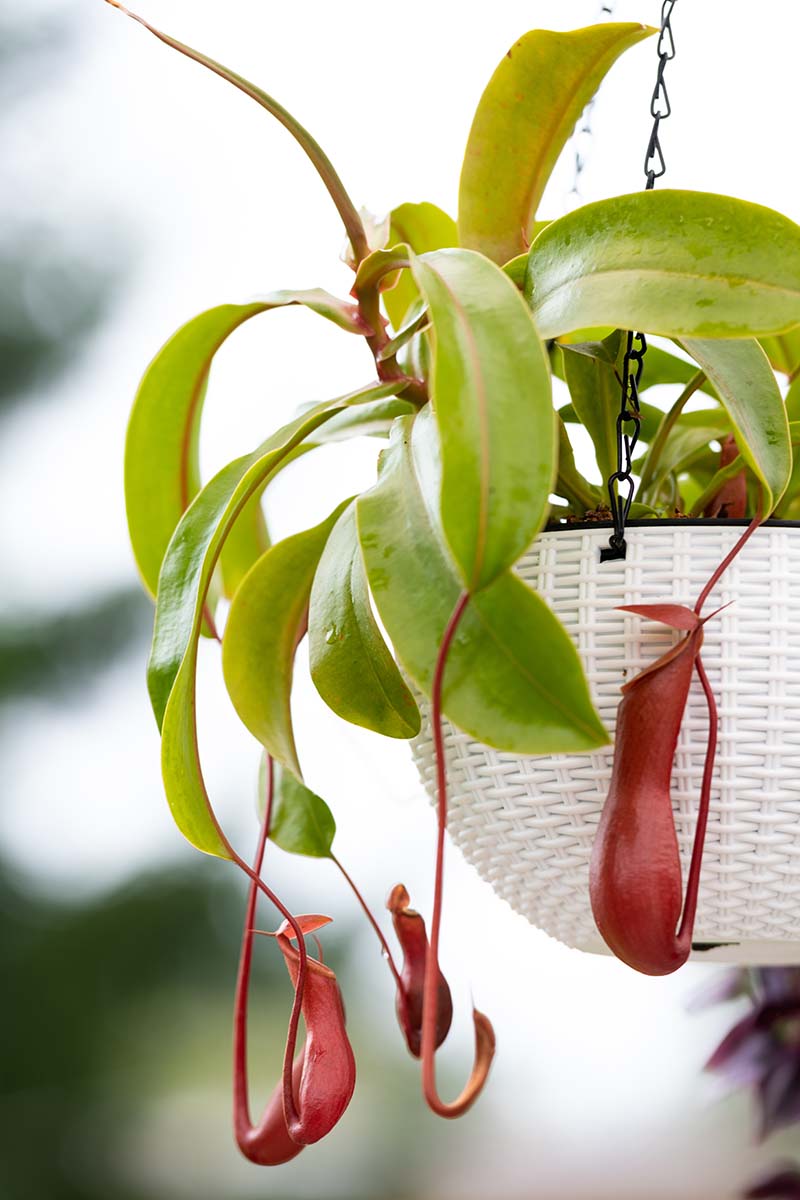 A close up vertical image of a tropical Nepenthes pitcher plant growing in a white wicker hanging basket pictured on a soft focus background.