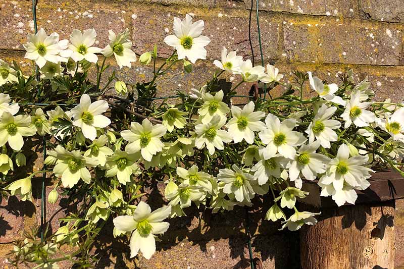 A close up horizontal image of the delicate flowers of clematis 'Pink Swing' growing on a trellis on a brick wall pictured in light sunshine.