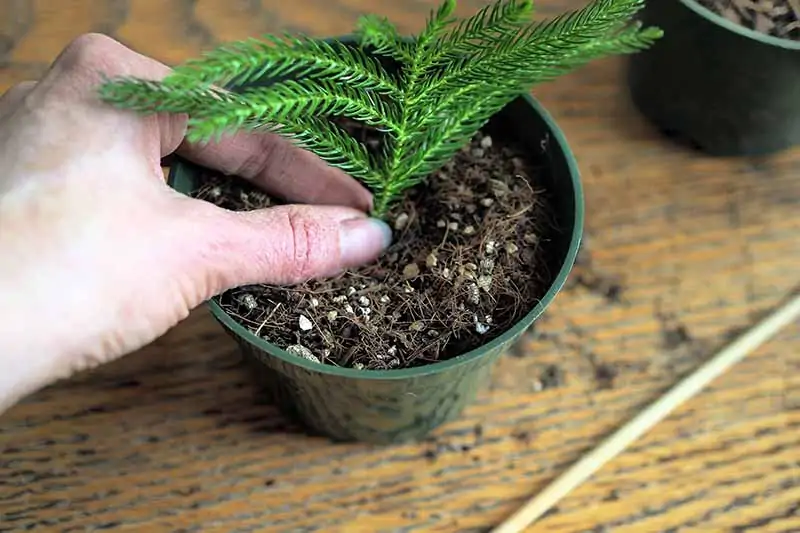 A close up horizontal image of a hand from the left of the frame placing a Norfolk Island cutting into a small pot for rooting.