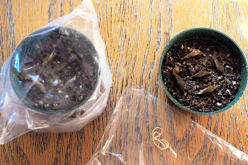 A close up horizontal image of two pots with sown seeds, one of which is covered in a plastic bag.