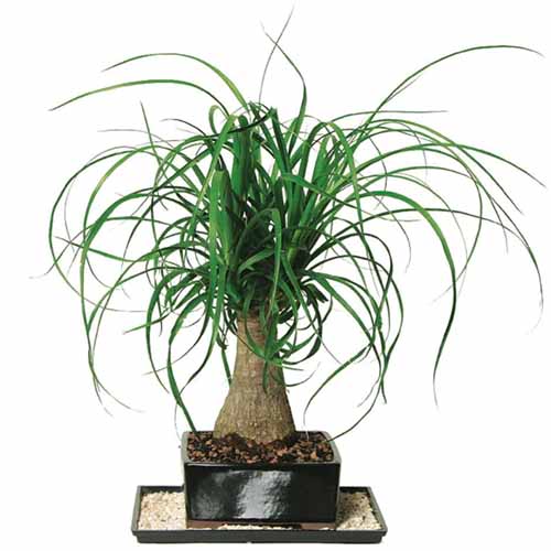 A close up square image of a ponytail palm that has been trained as a bonsai isolated on a white background.