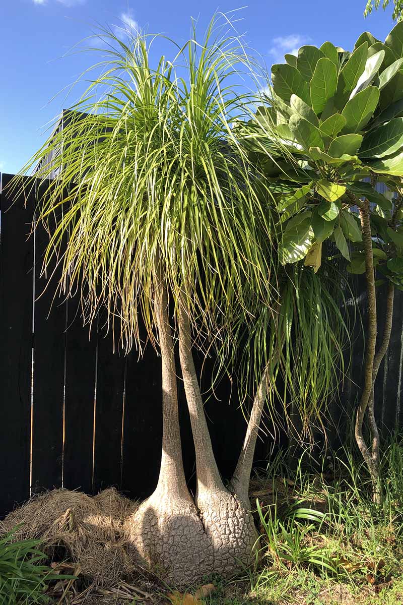 A close up vertical image of ponytail palms growing in the garden with a wooden fence in the background pictured in light sunshine.