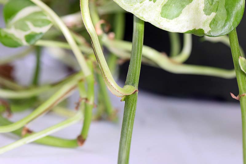 A close up horizontal image of a houseplant stem showing the node.