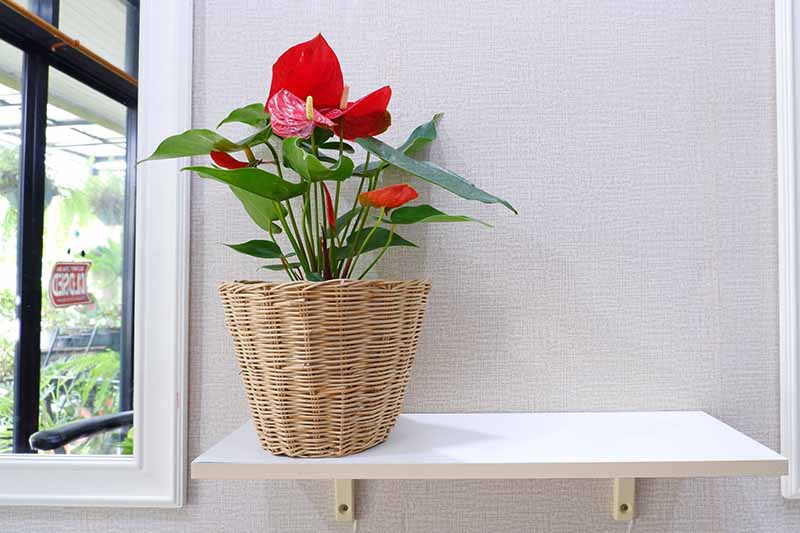 A close up horizontal image of an anthurium houseplant growing in a pot set in a wicker basket on a white shelf with a window in the background.