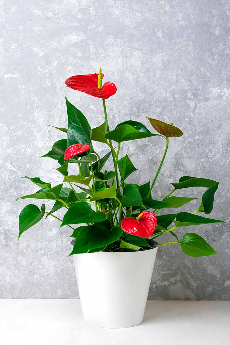 A close up vertical image of a beautiful potted red anthurium plant set on a white surface pictured on a light gray background.