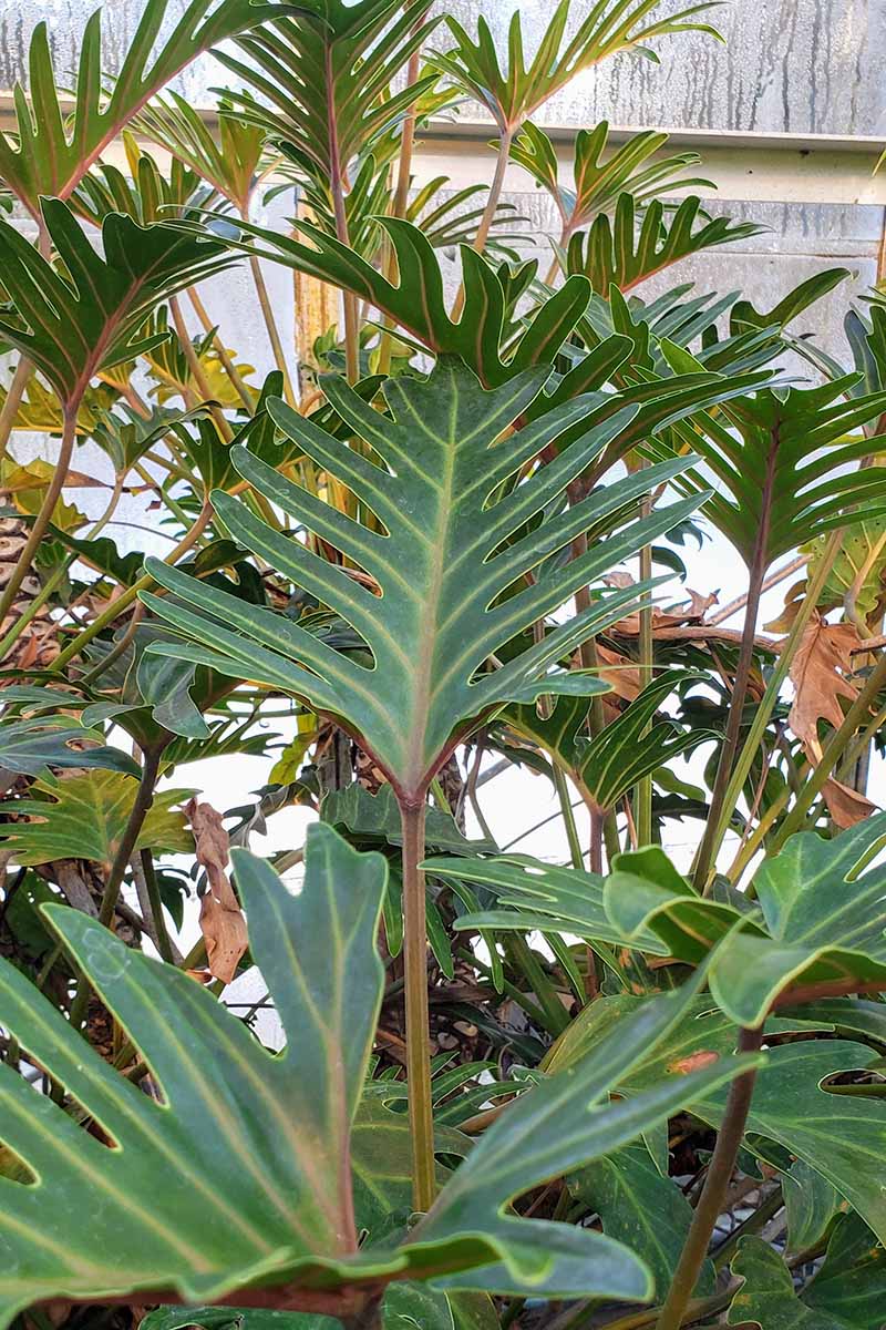 A close up vertical image of a large tree philodendron growing in a glass house.