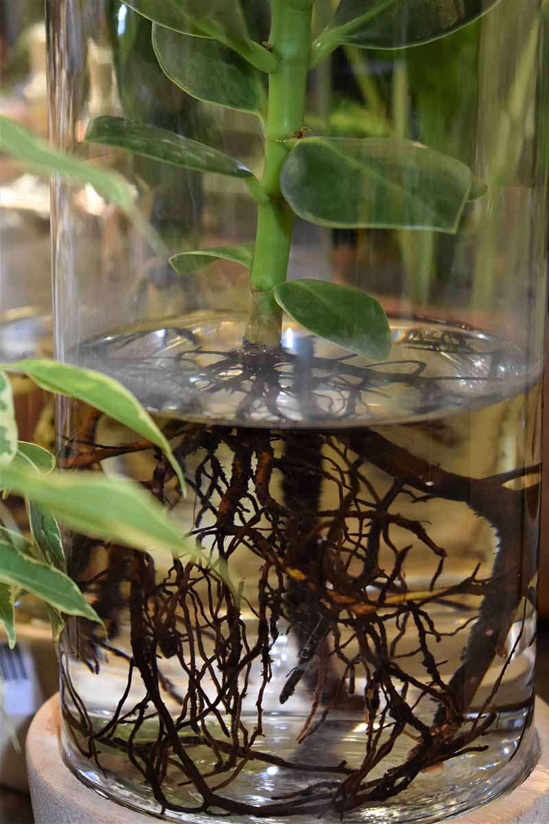 A close up vertical image of a ZZ plant stem rooting in a glass of water.