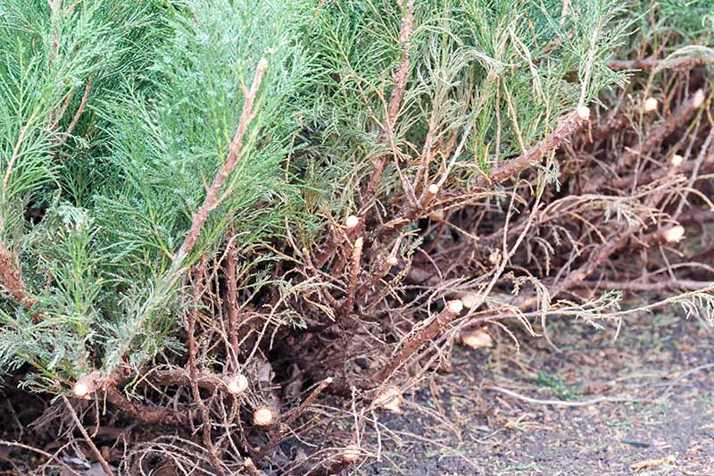 A close up horizontal image of cut juniper branches after a hard pruning.
