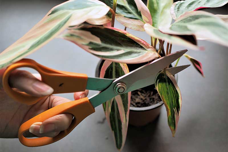 A close up horizontal image of a hand from the left of the frame using a pair of scissors to trim dead leaves from a houseplant.