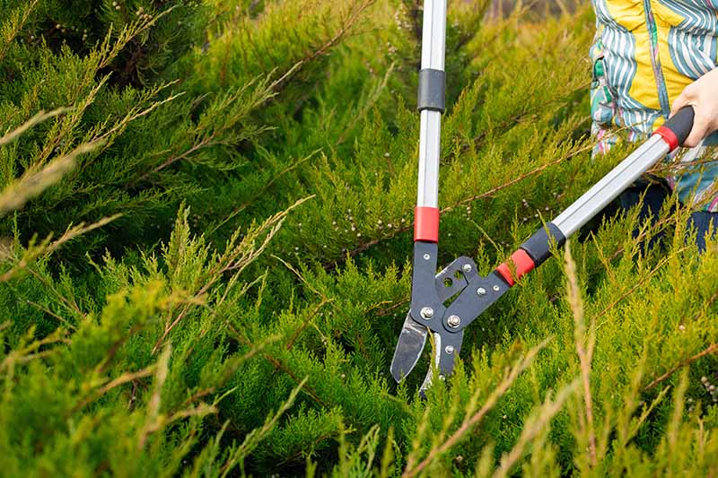 A close up horizontal image of a gardener using a pair of bypass shears to trim a large overgrown juniper shrub.