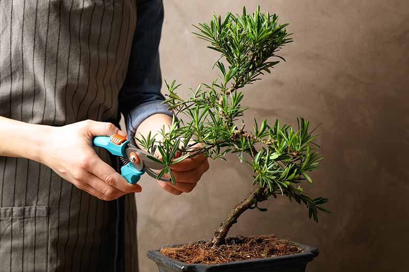 A close up horizontal image of a gardener using a pair of pruners to trim the branches of a bonsai tree.