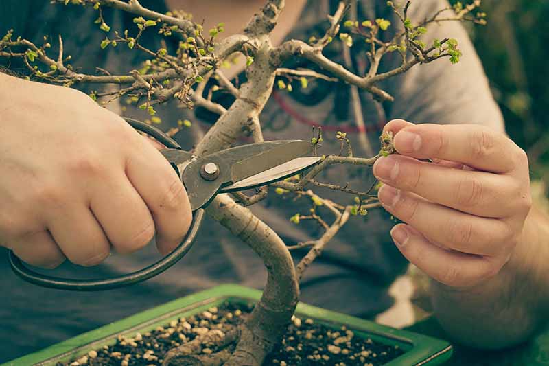 A close up horizontal image of a gardener pruning a miniature fruit tree.