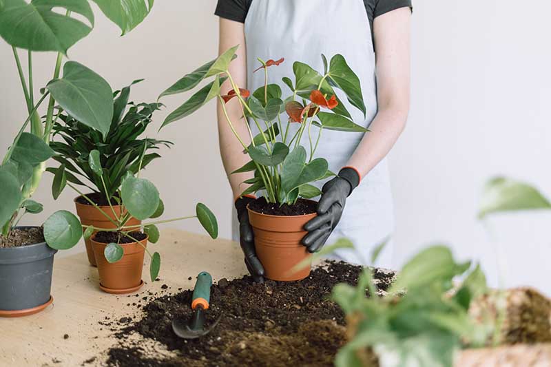 A close up horizontal image of a gardener wearing black gloves repotting an anthurium plant.