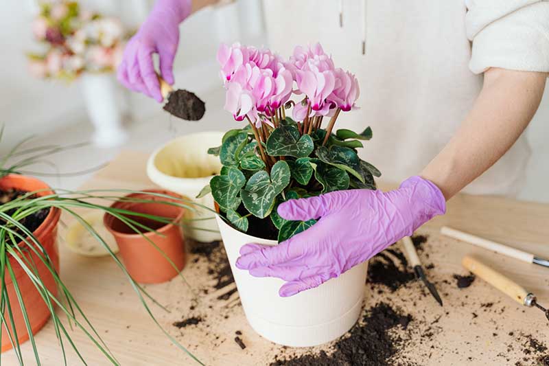 A close up horizontal image of a gardener wearing a pair of light purple gloves repotting a cyclamen plant and adding fresh soil.