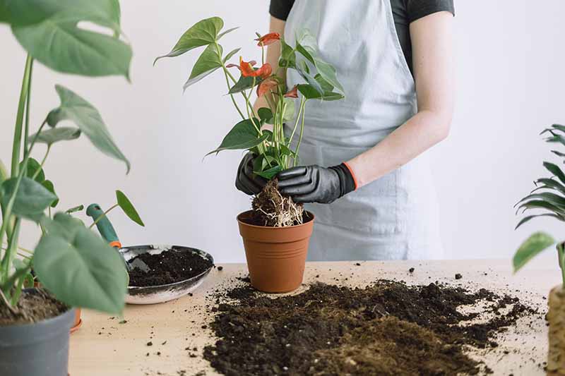 A close up horizontal image of a gardener wearing a pair of black gloves repotting a houseplant.