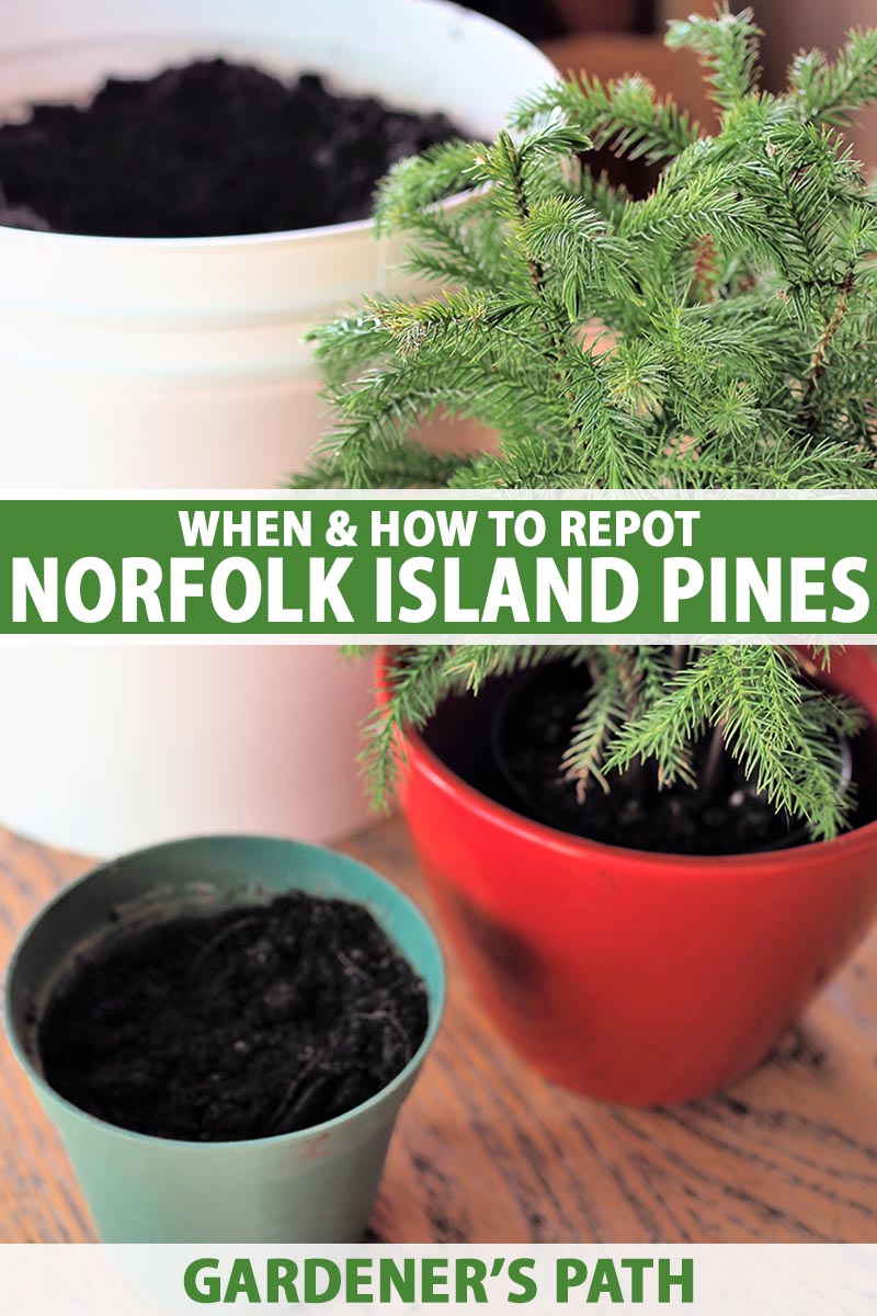 A close up vertical image of a Norfolk Island pine growing in a small red pot with two containers to the left of the frame for repotting. To the center and bottom of the frame is green and white printed text.