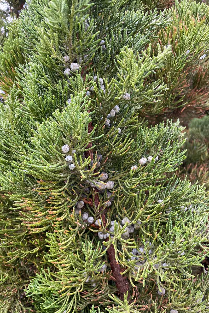 A close up vertical image of ripe and unripe juniper berries growing on a tree.