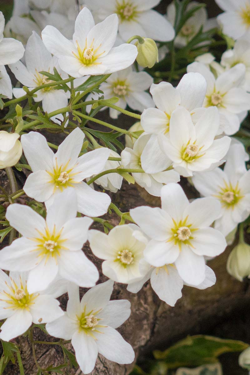 A close up vertical image of the white flowers of 'Avalanche' growing in the garden.