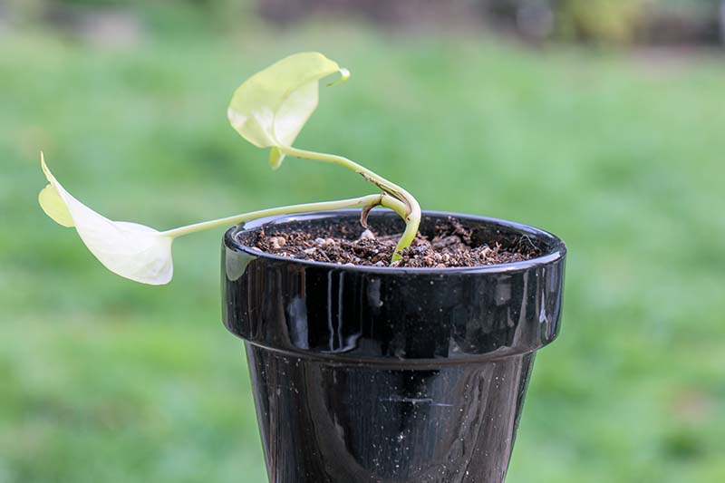 A close up horizontal image of a small pothos cutting set in soil to root pictured on a soft focus background.