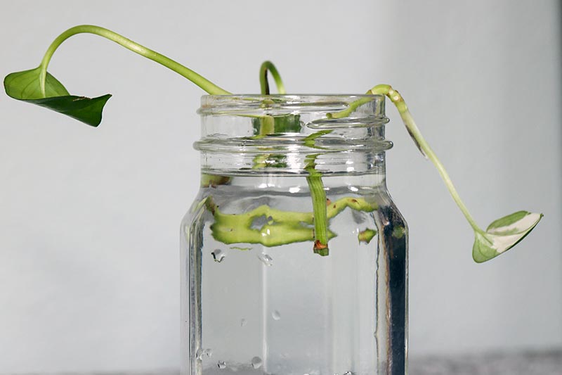 A close up horizontal image of stem cuttings taking root in a jar of water pictured on a light gray background.