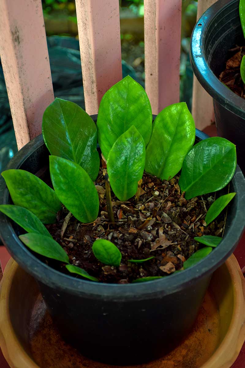 A close up vertical image of a pot with several Zamioculcas zamiifolia leaves set in soil for rooting.