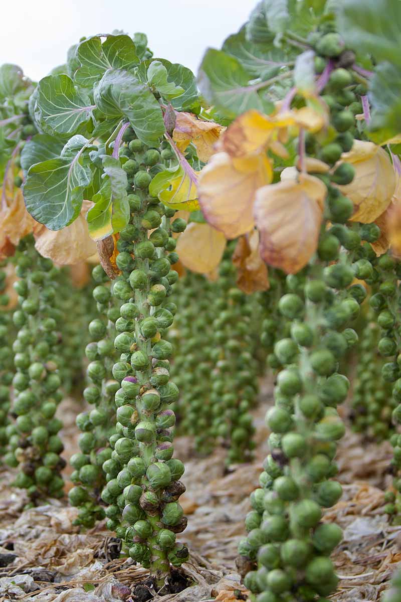 A close up vertical image of rows of Brussels sprouts growing in the garden with yellow leaves dropping from the plants.