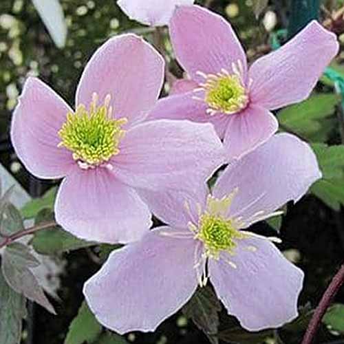 A close up square image of the delicate pink flowers of Clematis montana var. rubens growing in the garden pictured on a soft focus background.