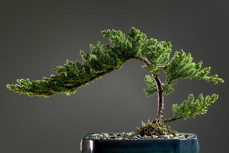 A close up horizontal image of a juniper bonsai in a semi-cascade style pictured on a dark gray background.