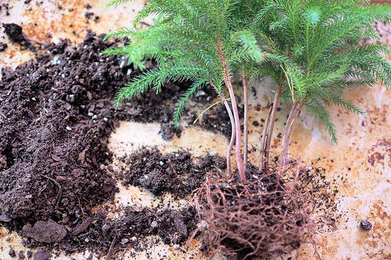 A close up horizontal image of a Norfolk Island pine that has been taken out of its pot and the soil removed from around the roots.