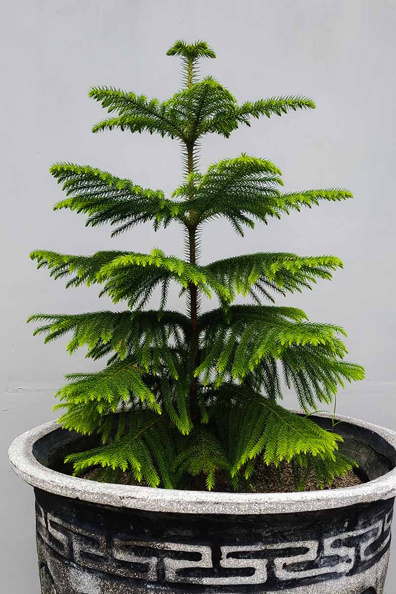 A close up vertical image of a single Norfolk Island pine tree growing in a large container indoors.