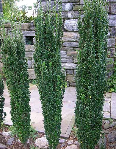 A close up vertical image of three Ilex crenata 'Sky Pencil' growing in the garden by a patio.